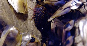 How to Get Rid of Sewer Roaches | Sciencing