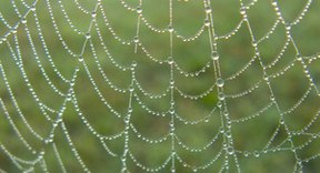 Information on the Palm Spider | Sciencing