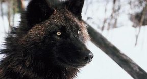 tundra wolf wolves wolfs gray