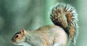 Squirrel Mating and Gestation | Sciencing