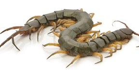 Life Cycle of a Centipede | Sciencing