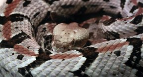 Types Of Snakes In Delaware | Sciencing