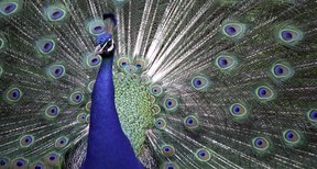 How to Tell If a Peacock Is Male or Female | Sciencing