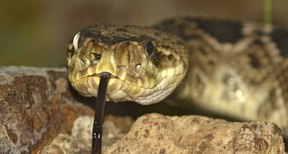 snakes illinois northern found