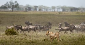 wildebeest serengeti lions lioness meest kudde gregge lwin herde rivier tarangire adapt afrikanische gruppe kinder mara zebras klip leeuwin