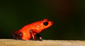 What Type of Body Coverings Do Amphibians Have? | Sciencing