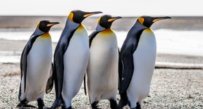 How Do Penguins Protect Themselves from Enemies? | Sciencing