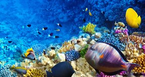 5 examples of mutualism in coral reefs
