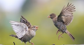 How to Differentiate Between a Male & Female Sparrow | Sciencing