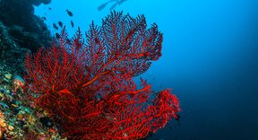 Trophic Levels of Coral Reefs | Sciencing