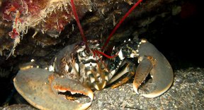 What Are the Different Kinds of Lobsters? | Sciencing