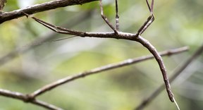 Facts About the Walking Stick Bug | Sciencing