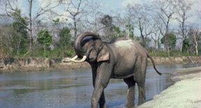 Behavioral Adaptations of Asian Elephants | Sciencing