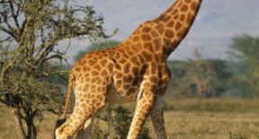 The Characteristics of a Giraffe & How it Helps it Survive | Sciencing