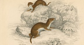 weasels weasel ferrets stoats between diet getty differences species