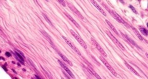 The Structure & Function of Muscle Cells | Sciencing