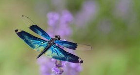 Life Cycle of a Dragonfly | Sciencing