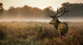 What Kind of Vegetables Do Deer Eat? | Sciencing