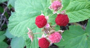 thimbleberries welter sonya