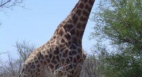 How Do Giraffes Mate? | Sciencing