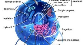 Cell Structure Definitions | Sciencing