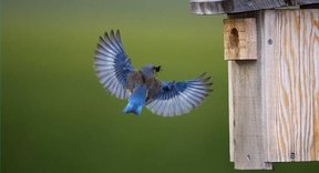 What Pole Should You Use for a Blue Bird House? | Sciencing