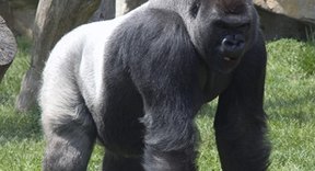 biggest silverback gorilla biggest silverback gorilla