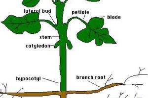 donde se encuentra la glucosa en las plantas