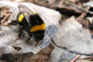 Cómo detener la picazón que causan las picaduras de abeja