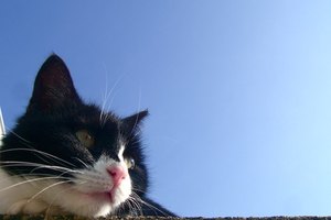 ¿Qué significa cuando tu gato tiene las orejas frías?