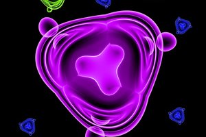 Tipos de enfermedades microbianas transmitidas por alimentos