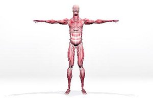 Síntomas de desgarro muscular
