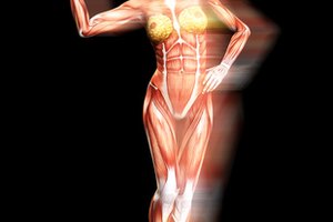 Partes del sistema muscular