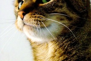 Efectos en la salud debido a la inhalación de olor a orina de gato
