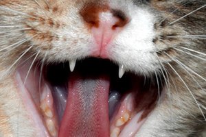 Úlcera en la boca de un gato 