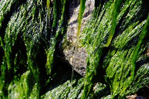  ¿Tiene beneficios el jabón de algas marinas?