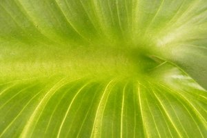 ¿Cómo afecta la temperatura a la actividad de la enzima catalasa?