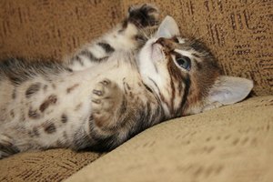 Síntomas de traumatismos craneales en gatos