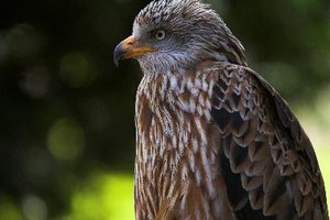 Señales y síntomas de ácaros capilares humanos