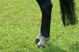 Cómo tratar a caballos con inflamación en el corvejón