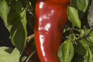 ¿Por qué la pimienta de cayena (cayenne pepper) es buena para ti?