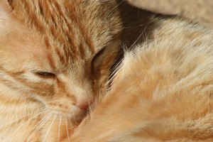 Expectativa de vida de los felinos con problemas renales