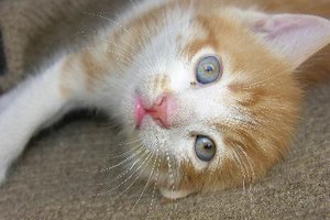 Efectos secundarios de la prednisona en gatos