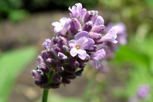 Aceites esenciales que se usan como desodorantes corporales naturales