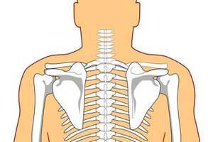 ¿Qué es la musculatura paravertebral de la columna torácica?