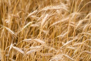 El valor nutricional del trigo vs. maíz