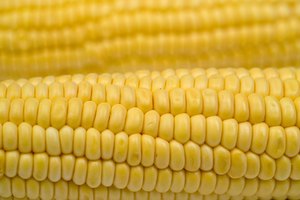 ¿Es el maíz malo para la dieta?