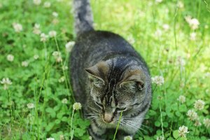Lista de hierbas seguras para los gatos