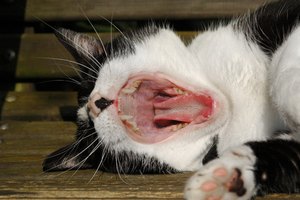 Remedios caseros para la gingivitis en gatos