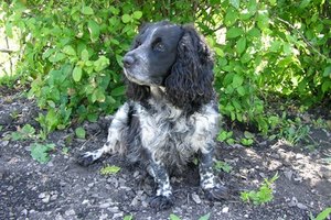 Indice elevado de eosinófilos en perros